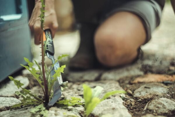 Fiskars Xact Fugenkratzer Unkraut Moos einfach entfernen perfektes Gartengerät